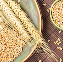 Durum Wheat