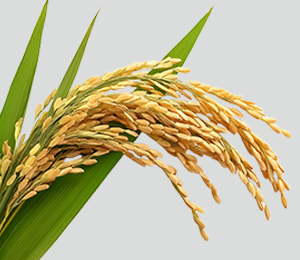 Rice Quality & Evalution Course