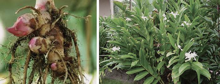 starch in plants